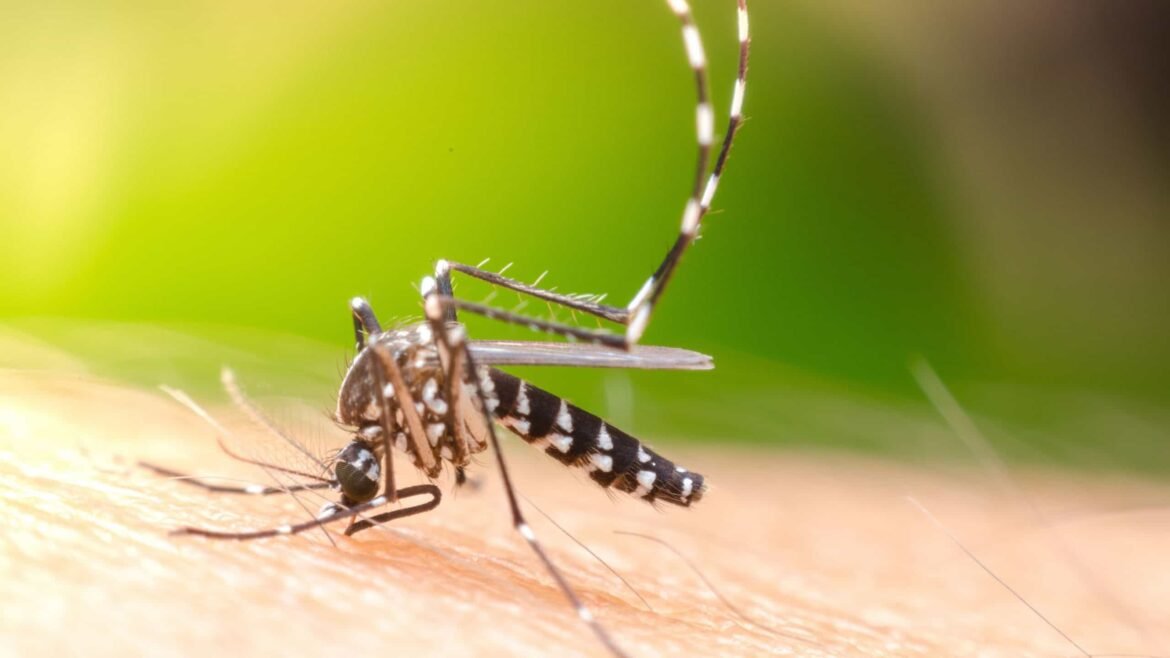 Por que o mosquito da dengue se chama Aedes aegypti?