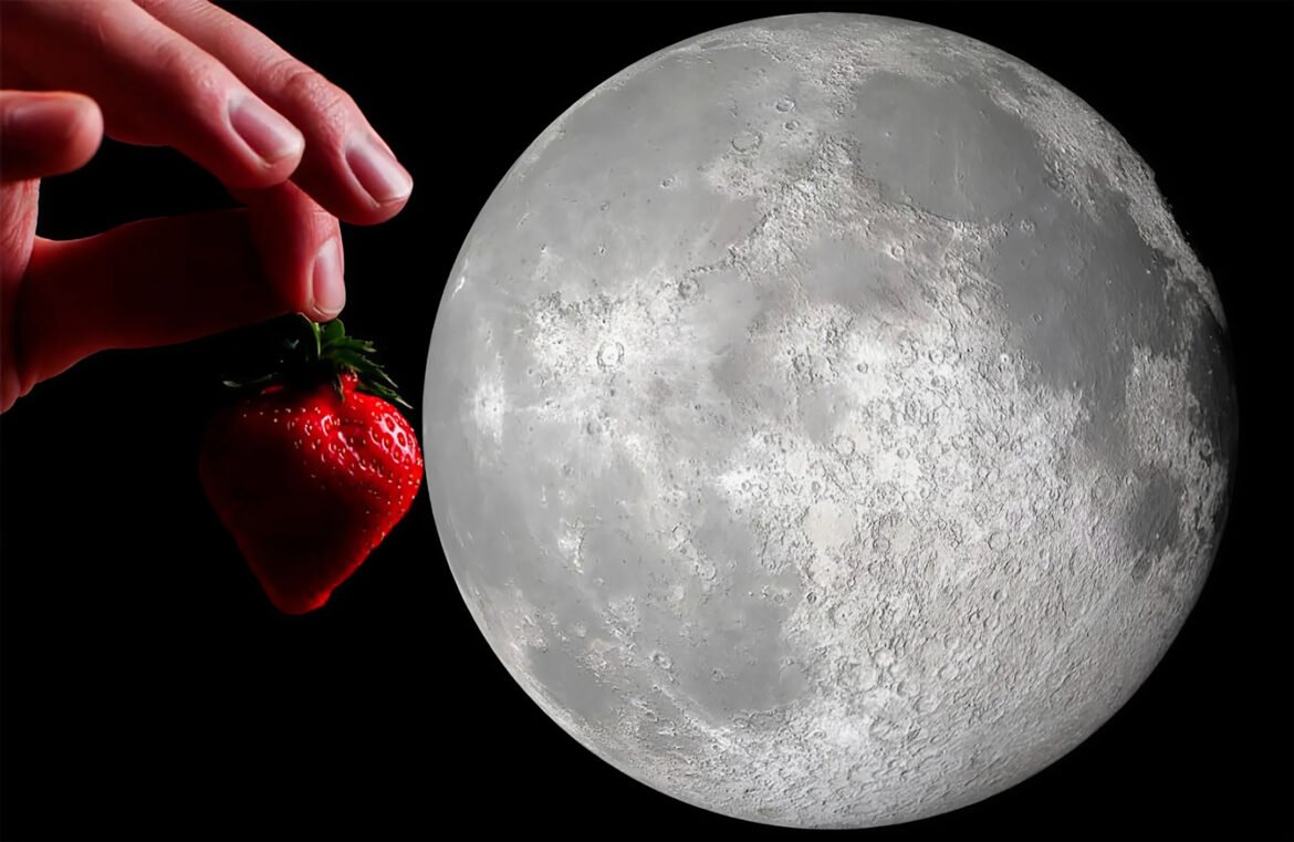 Semana dos namorados traz “Lua de Morango”